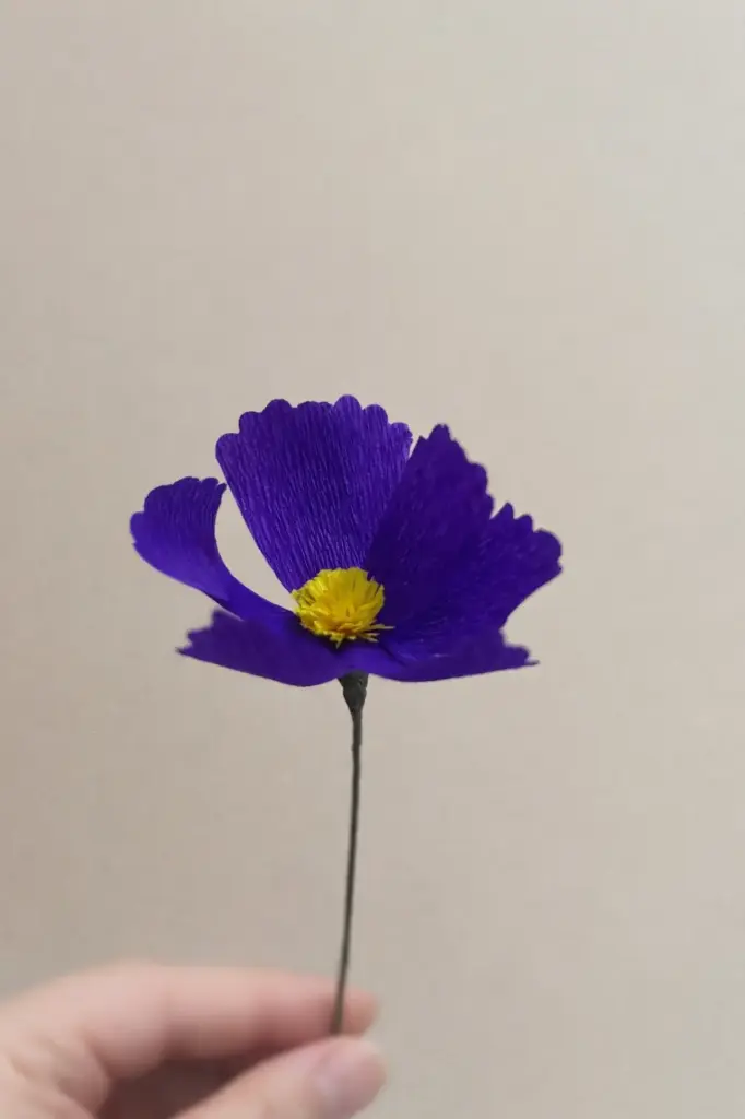 COSMOS (VIOLET)