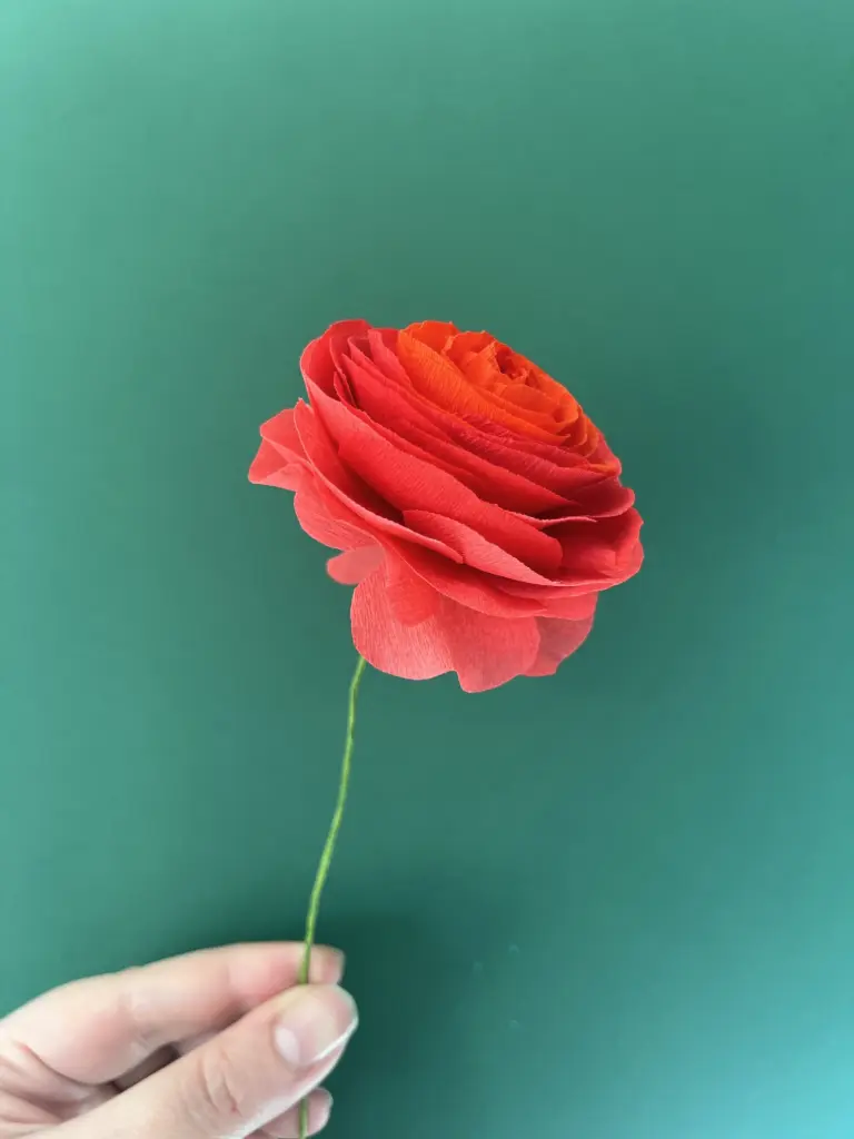 RENONCULE (DÉGRADÉ ROUGE-ORANGE)