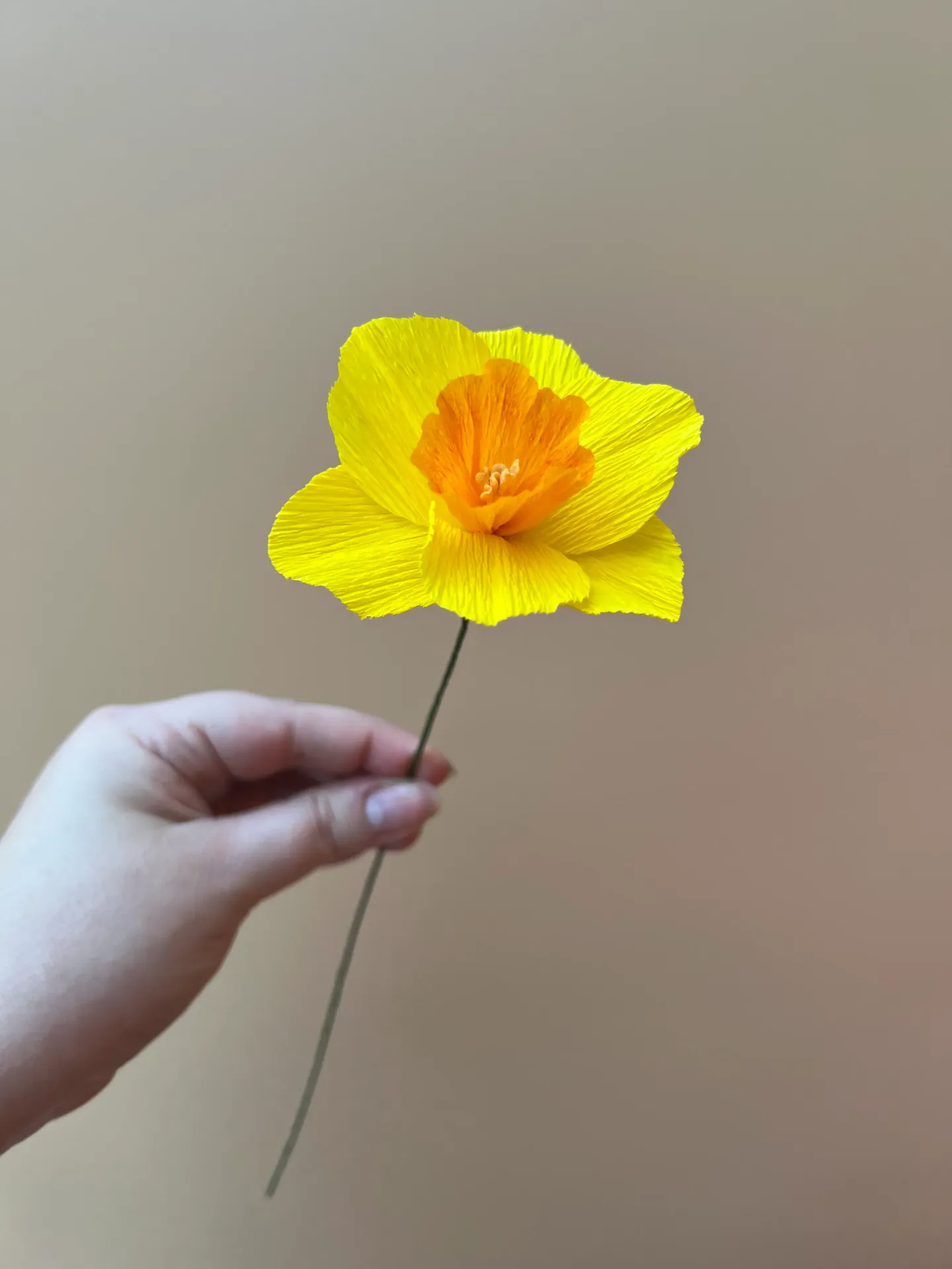 JONQUILLE et NARCISSE